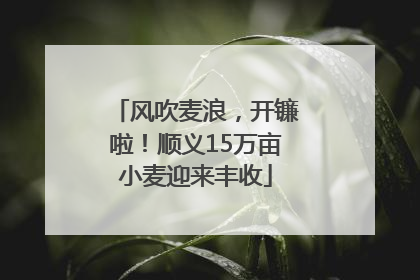 风吹麦浪，开镰啦！顺义15万亩小麦迎来丰收